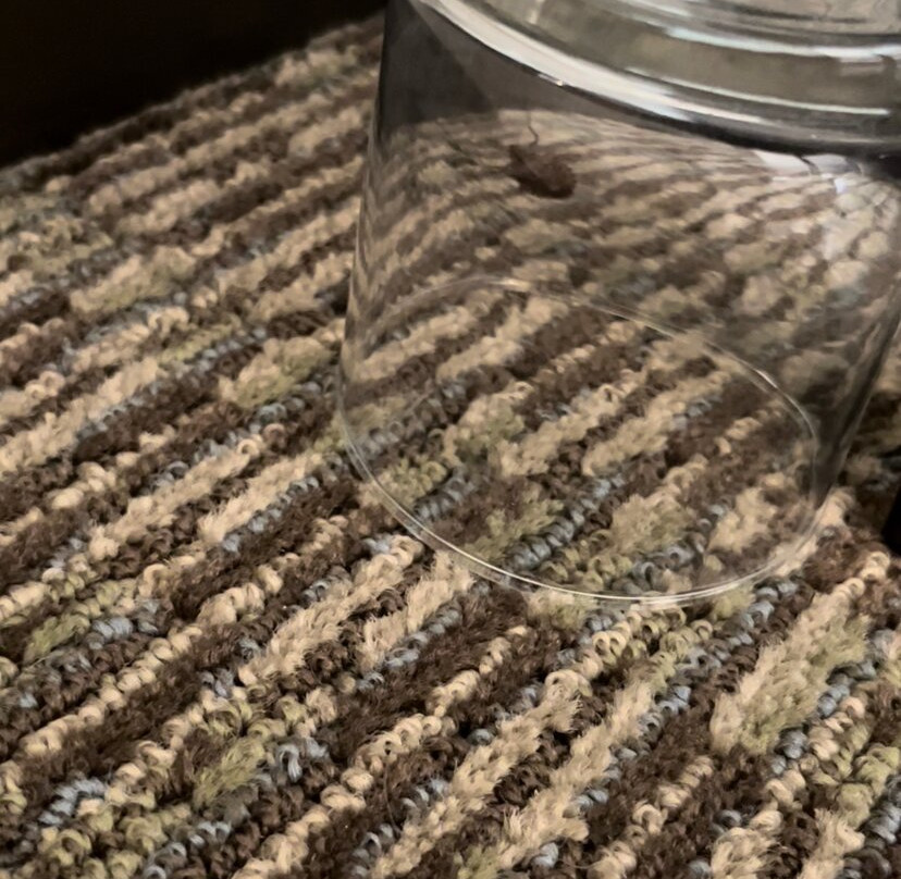 Staybridge Suites Madison - Fitchburg by IHG主图