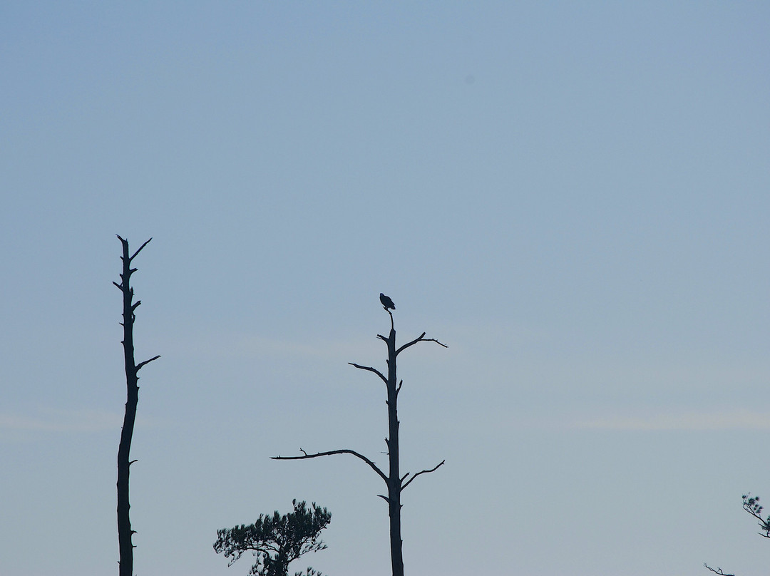 Blackwater National Wildlife Refuge景点图片