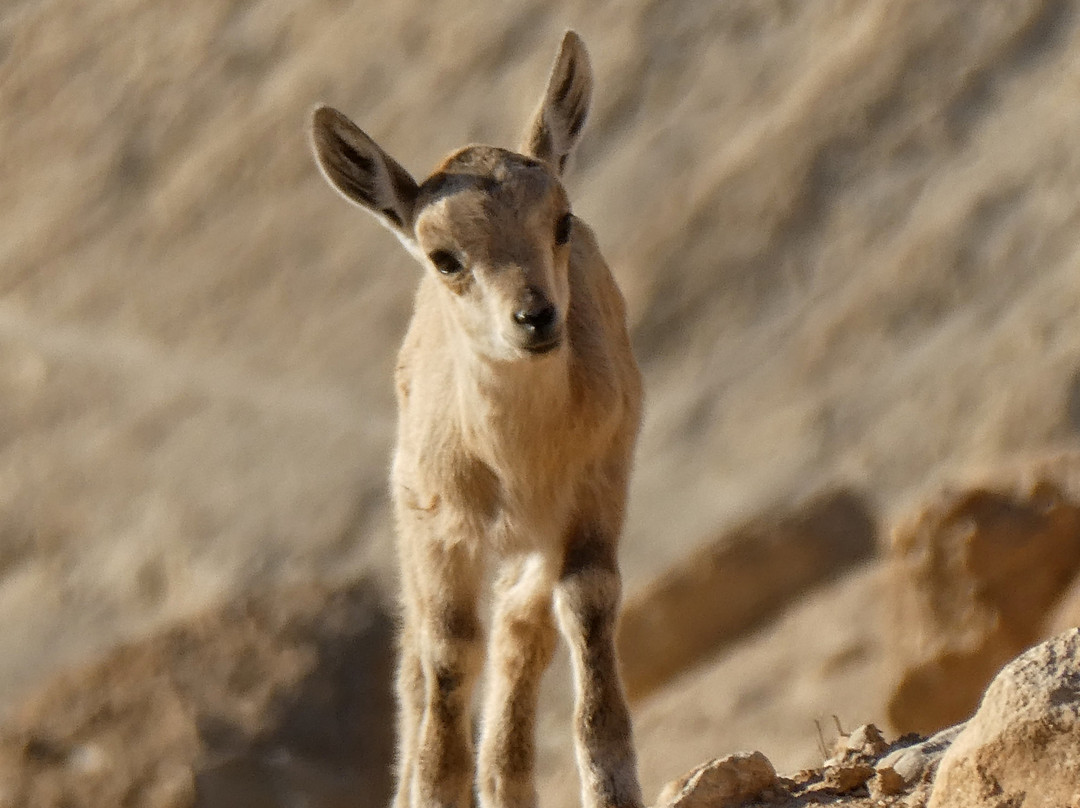 Krivine's Guest House主图