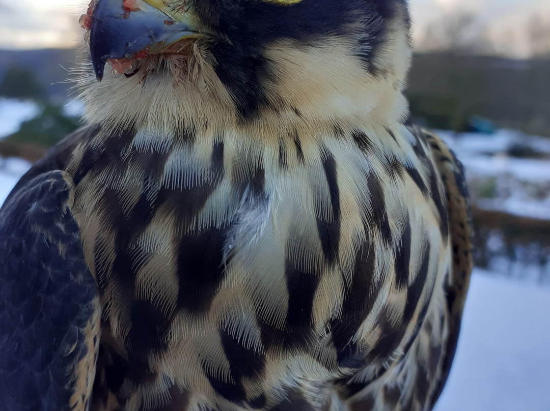 Kintail Birds of Prey Argyll景点图片