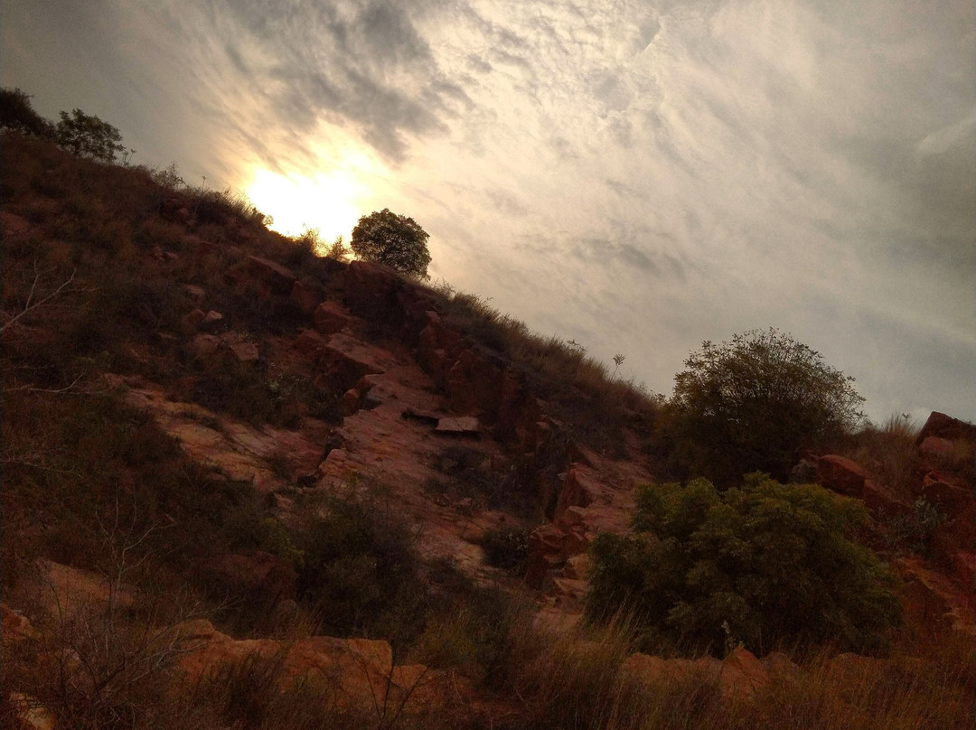 Aravali Biodiversity Park景点图片