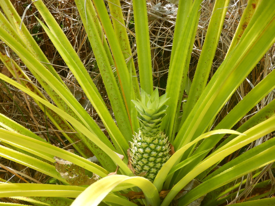 Raja Ampat Sunrise Homestay主图