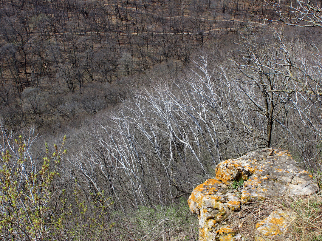 Upper Hixon Forrest Park景点图片