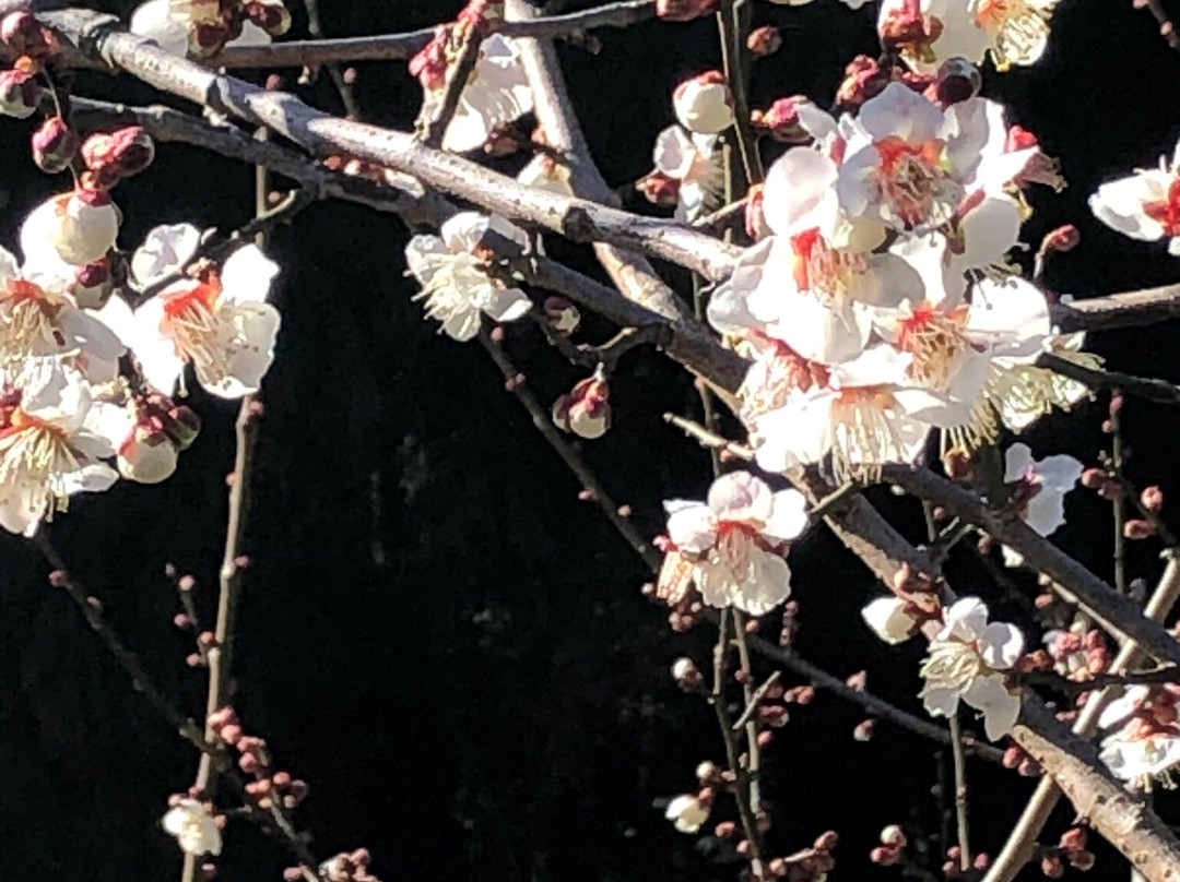 Ano Plum Grove-五条市必去景点