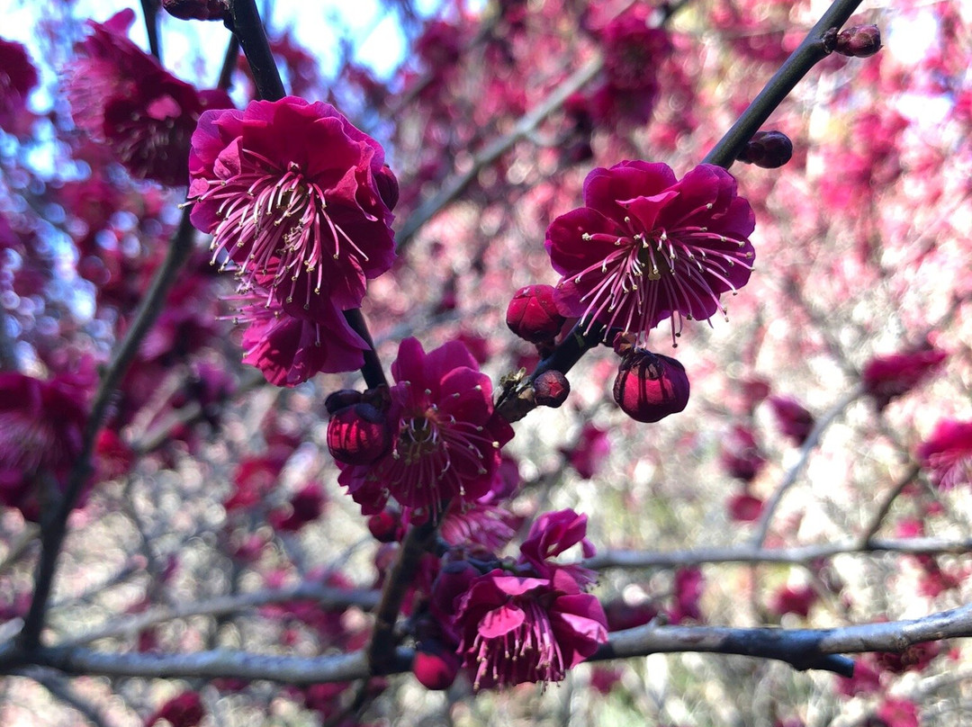 Ano Plum Grove-五条市必去景点