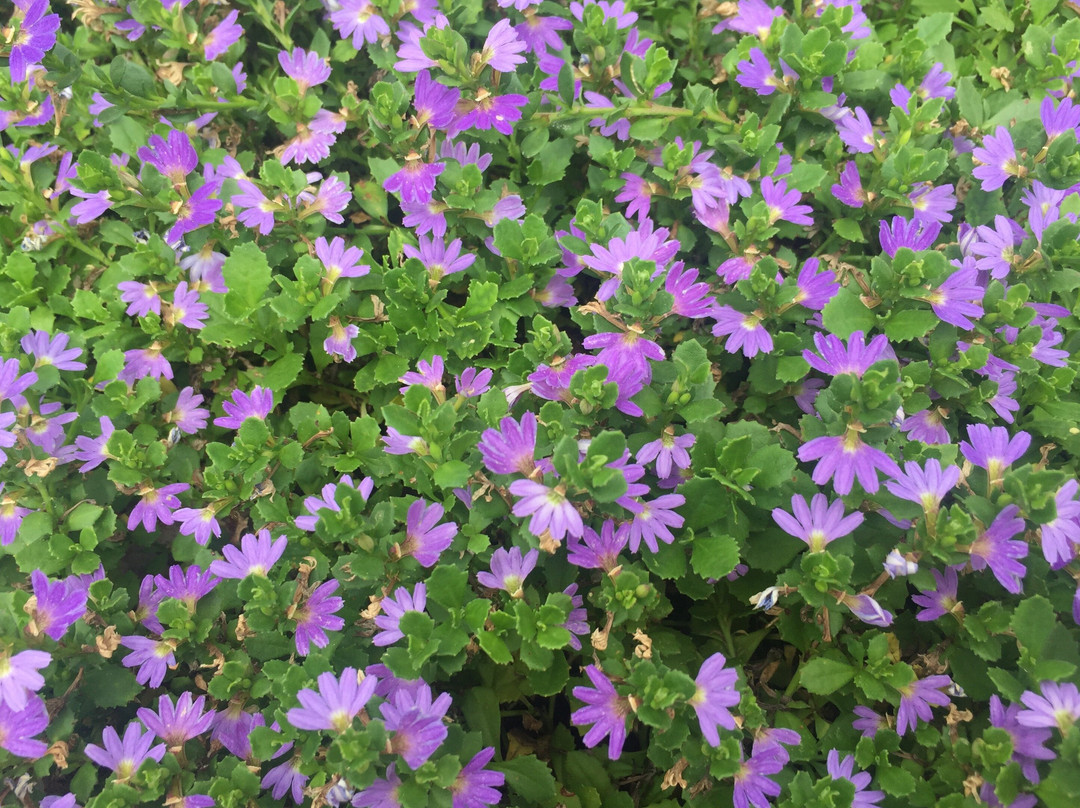 Natives 'R' Us Nursery-Traveston必去景点