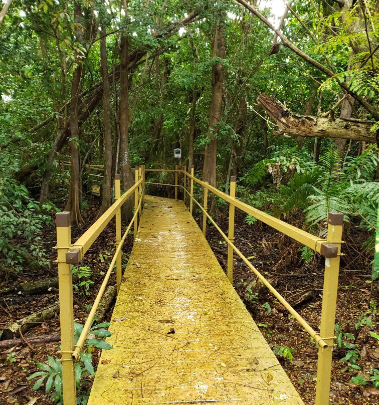 Pterocarpus Forest - Palmas del Mar景点图片