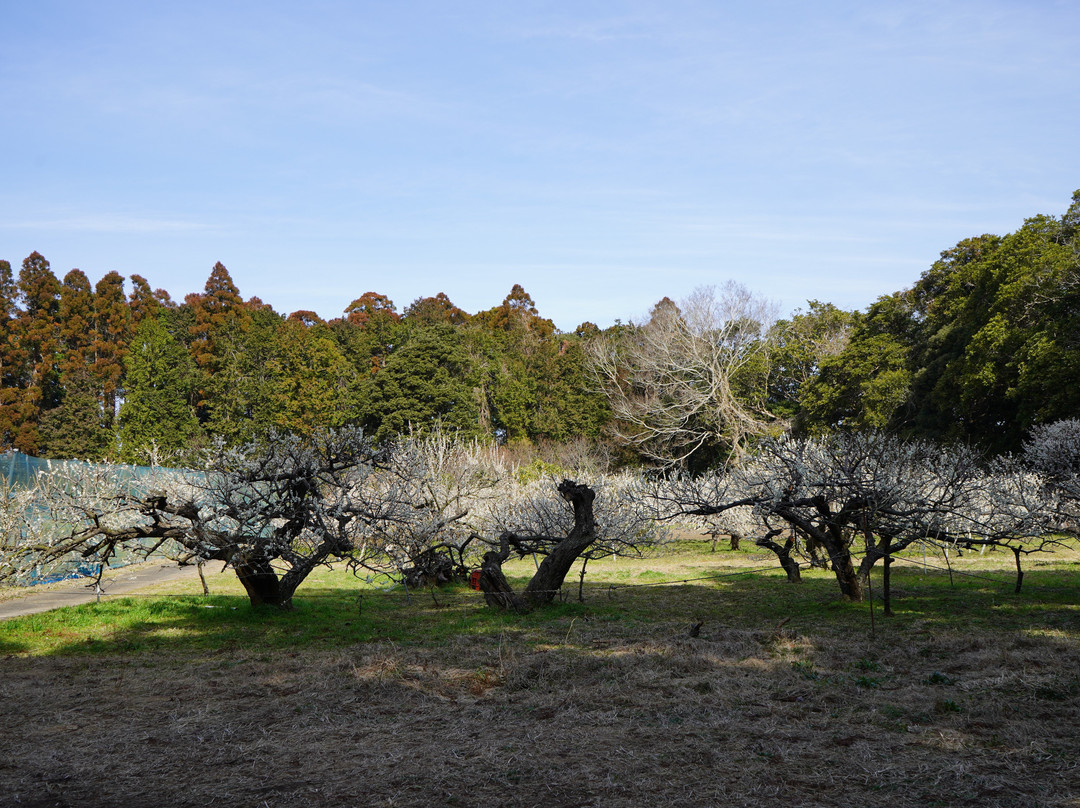 Sakata Castle Ruin-横芝光町必去景点