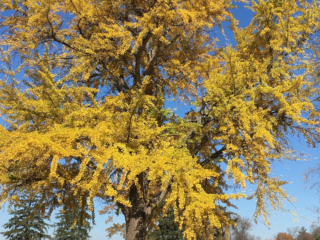 Frankfort Cemetery-法兰克福必去景点