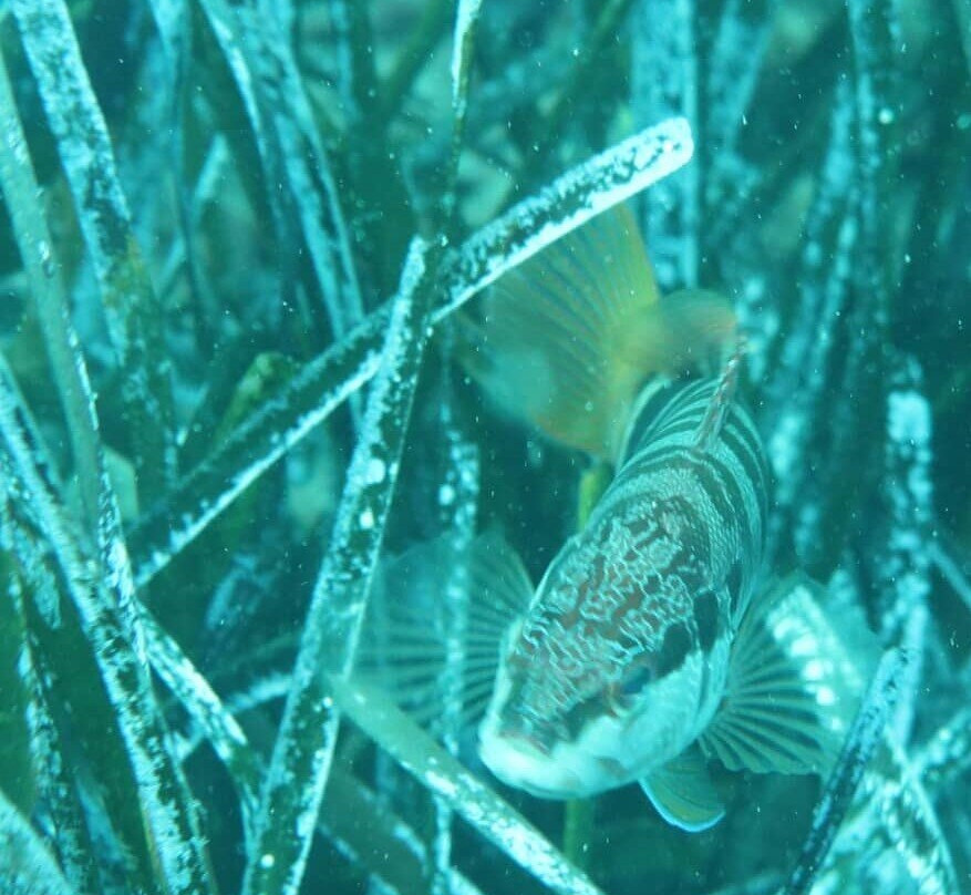 Scubakreta-赫索尼索斯必去景点