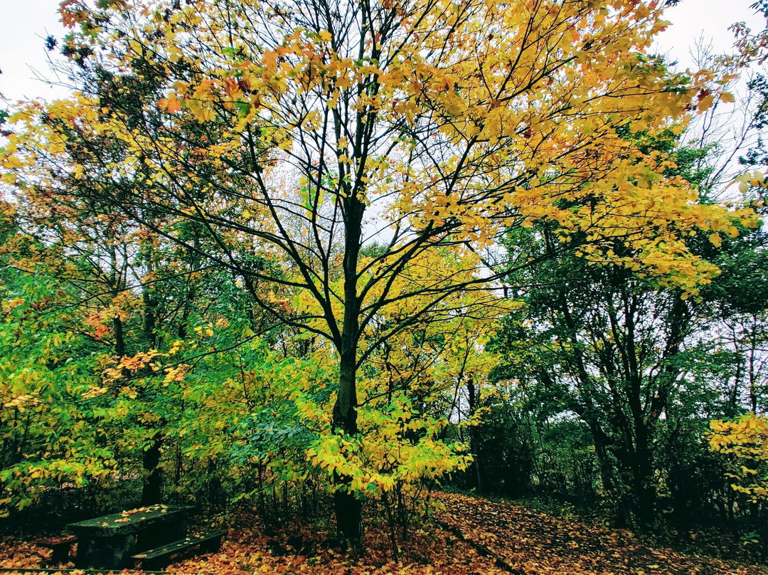 Wynyard Woodland Park-斯托克顿提斯必去景点