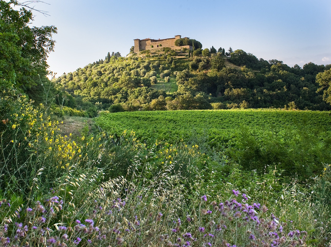 Castello di Montepò景点图片