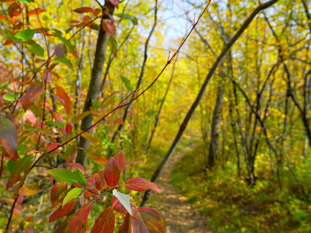 Beaver Creek Conservation Area-萨斯卡通必去景点