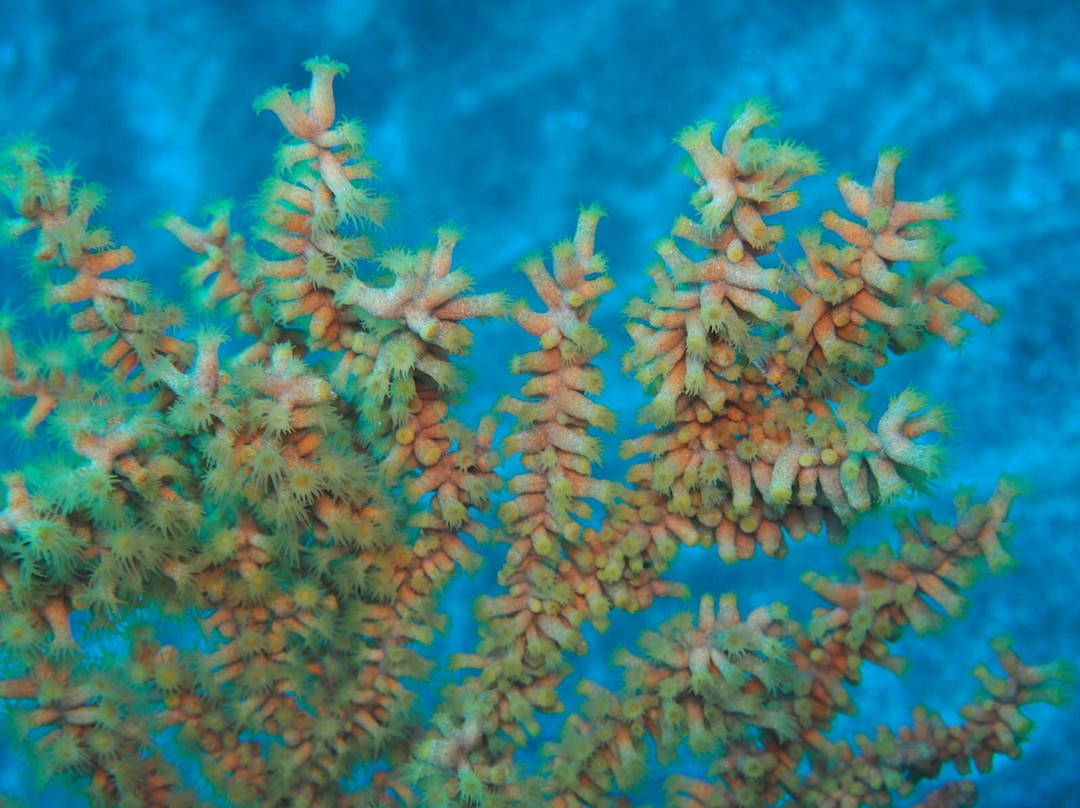 Buceo Pandora-Playa de Arinaga必去景点