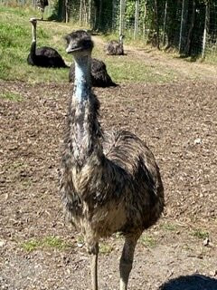 Wagon Trails Animal Park-Vienna必去景点