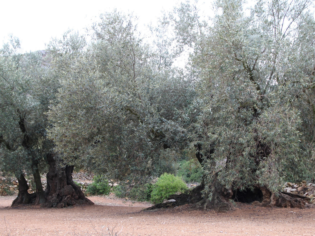 Museu Natural Oliveres Mil·lenàries de l’Arión景点图片