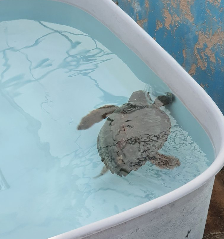 Lampedusa Turtle Rescue-兰佩杜萨必去景点