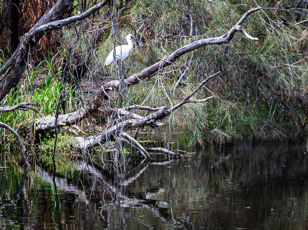 Baldwin Swamp Environment Park景点图片