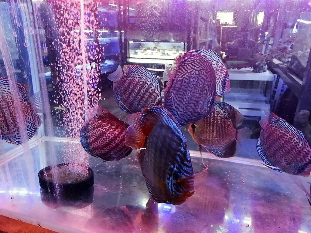 Cartimar-帕塞必去景点