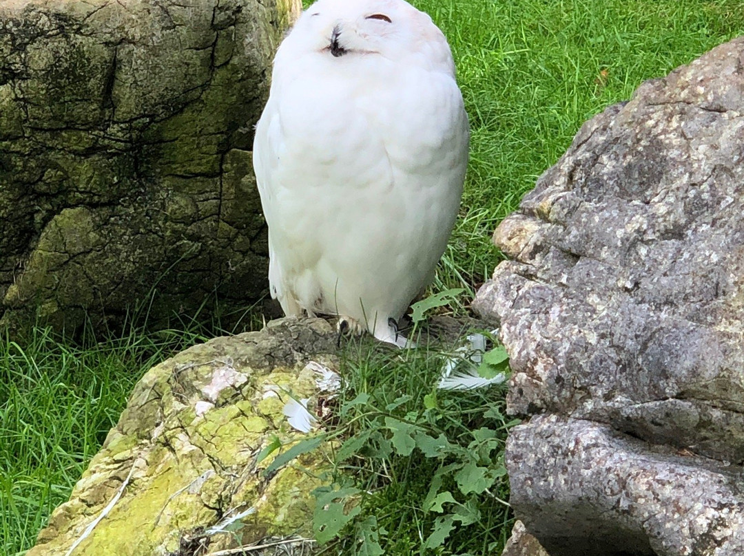 Cumberland Wildpark Grünau景点图片