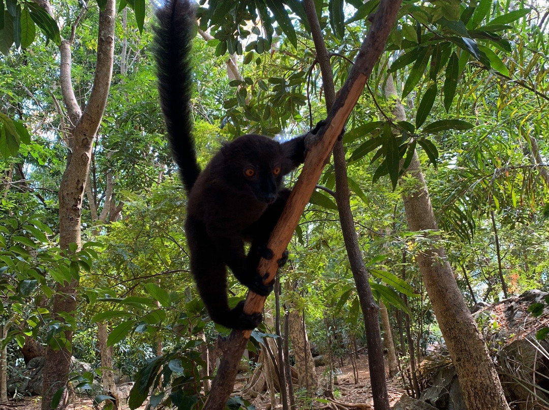 Black Lemur Sanctuary景点图片