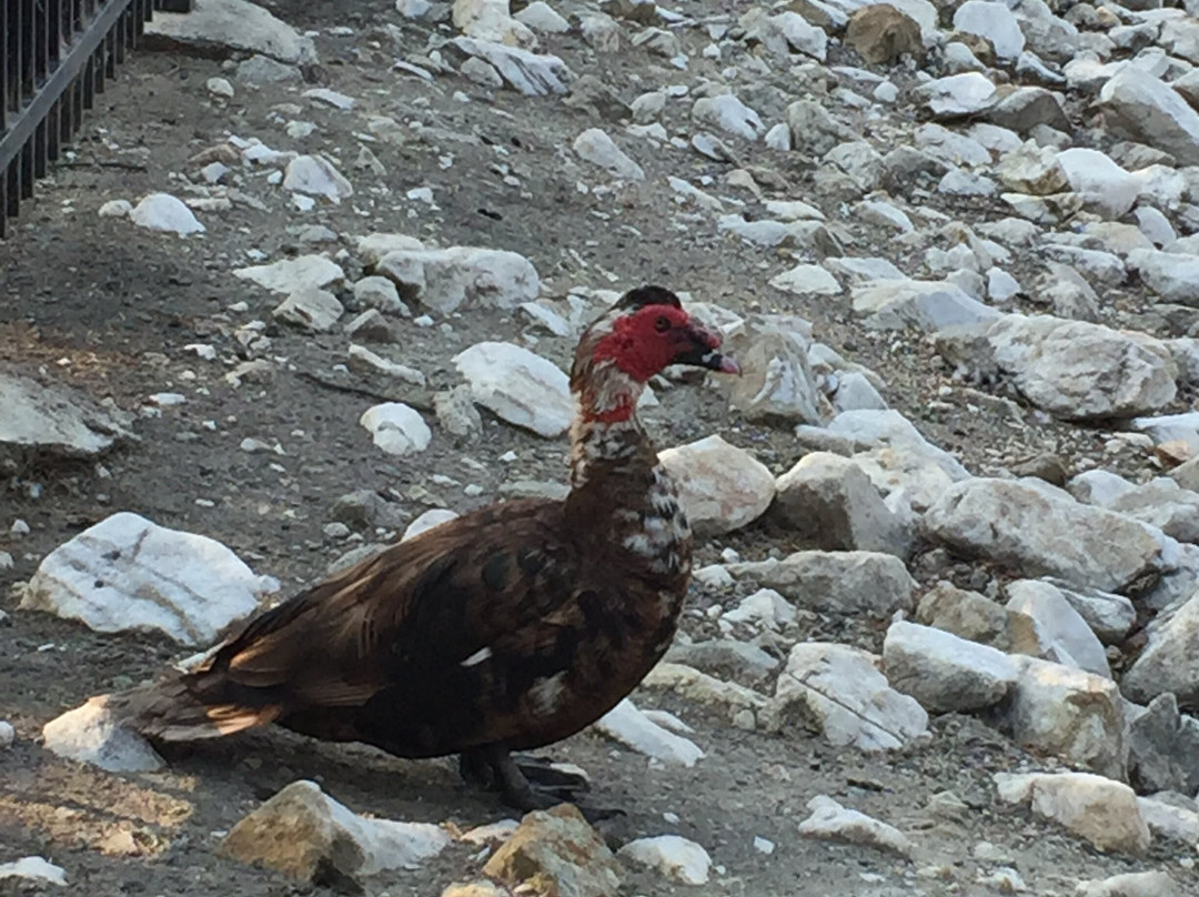 Hidden Lake Park-米尔皮塔斯必去景点