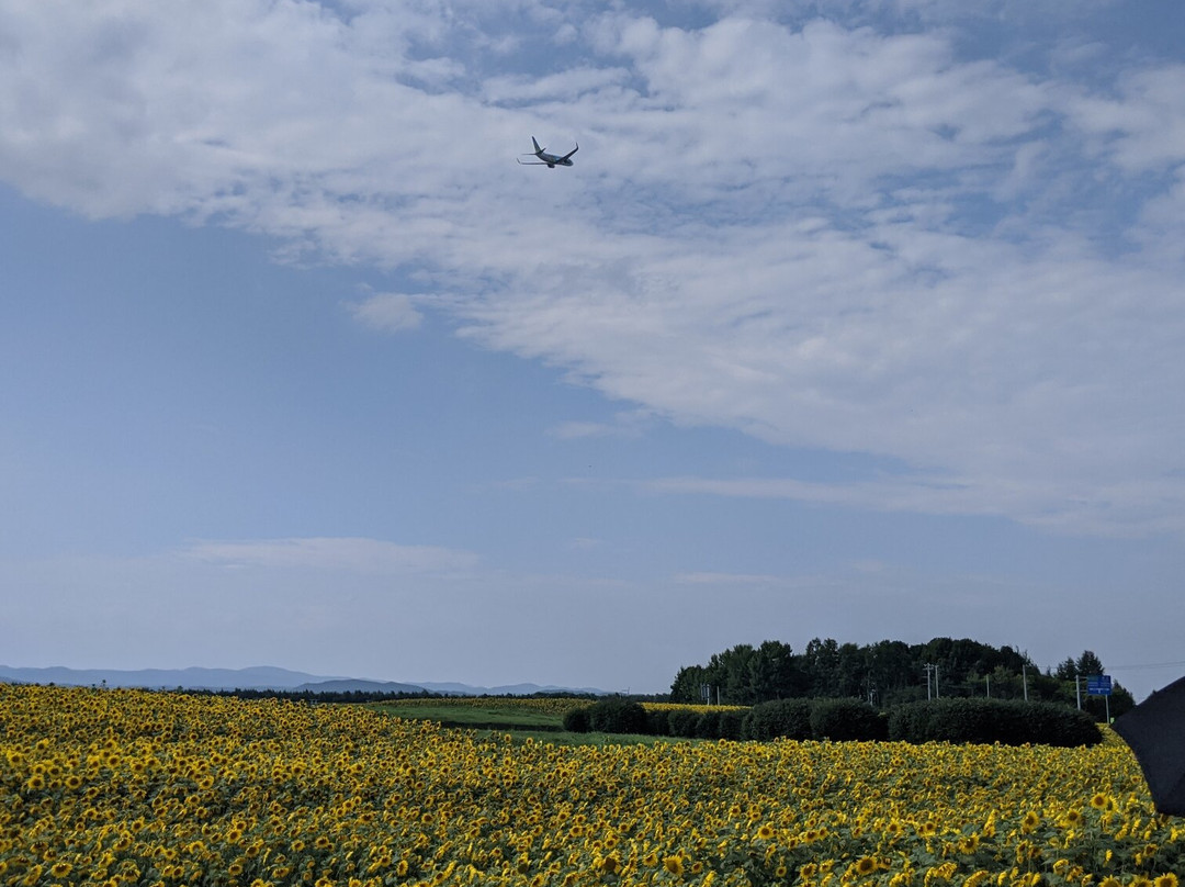 大空町 向日葵花田-大空町必去景点