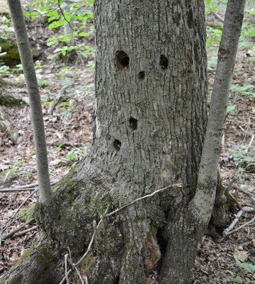 Loree Forest Loop-蓝山必去景点