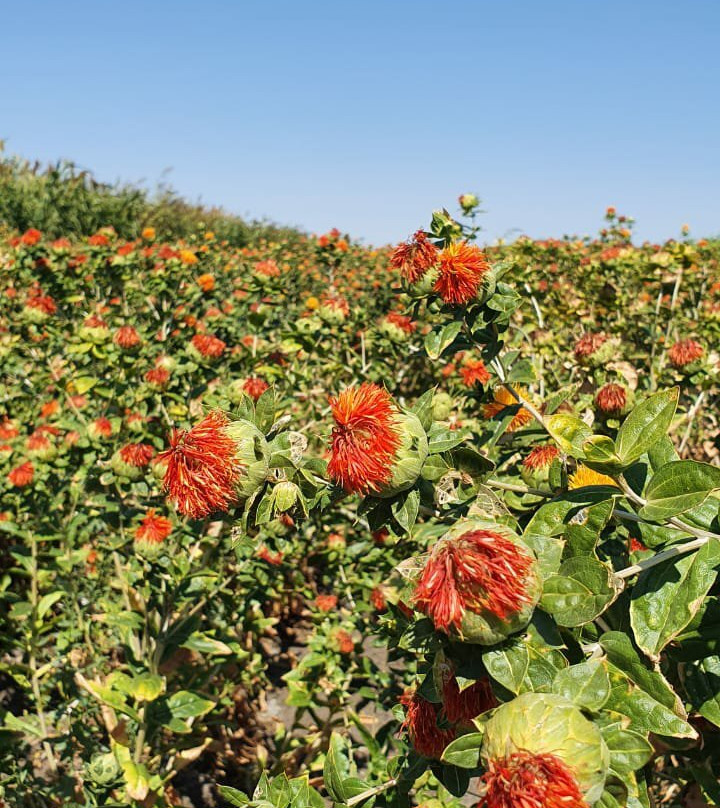 Russian Watermelon Museum (Rossiyskiy Arbuz)-Kamyzyak必去景点