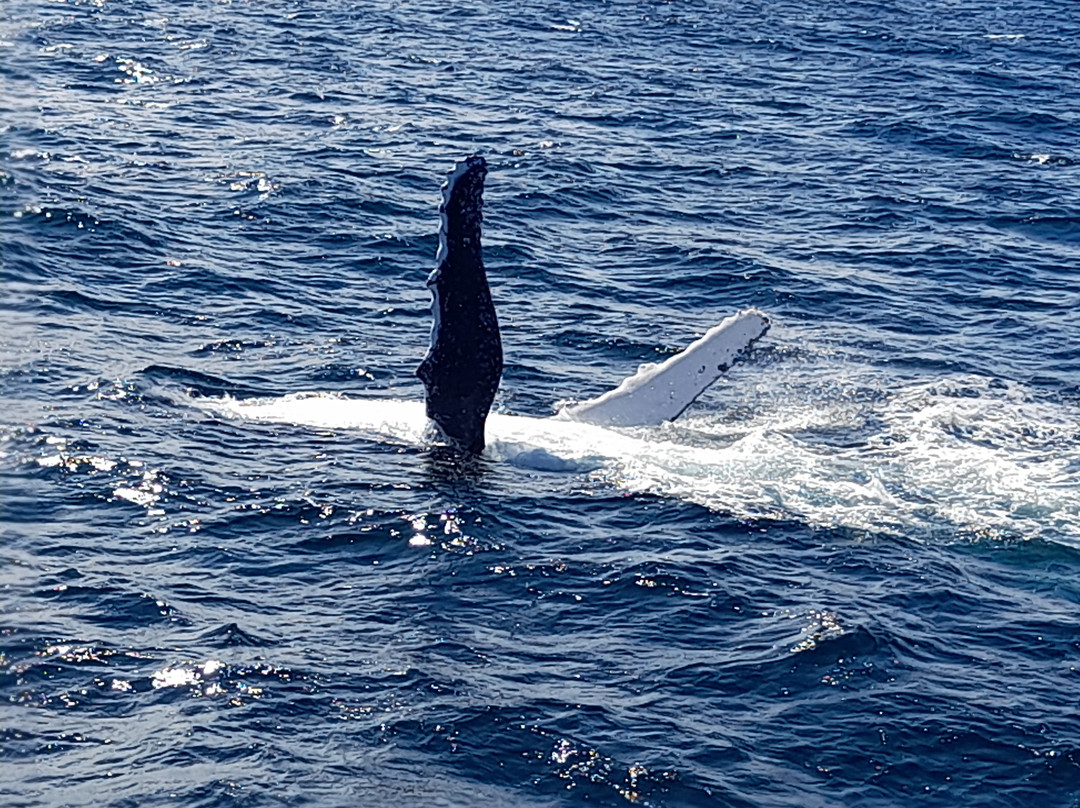 Coolangatta Whale Watch-堤维德岬必去景点