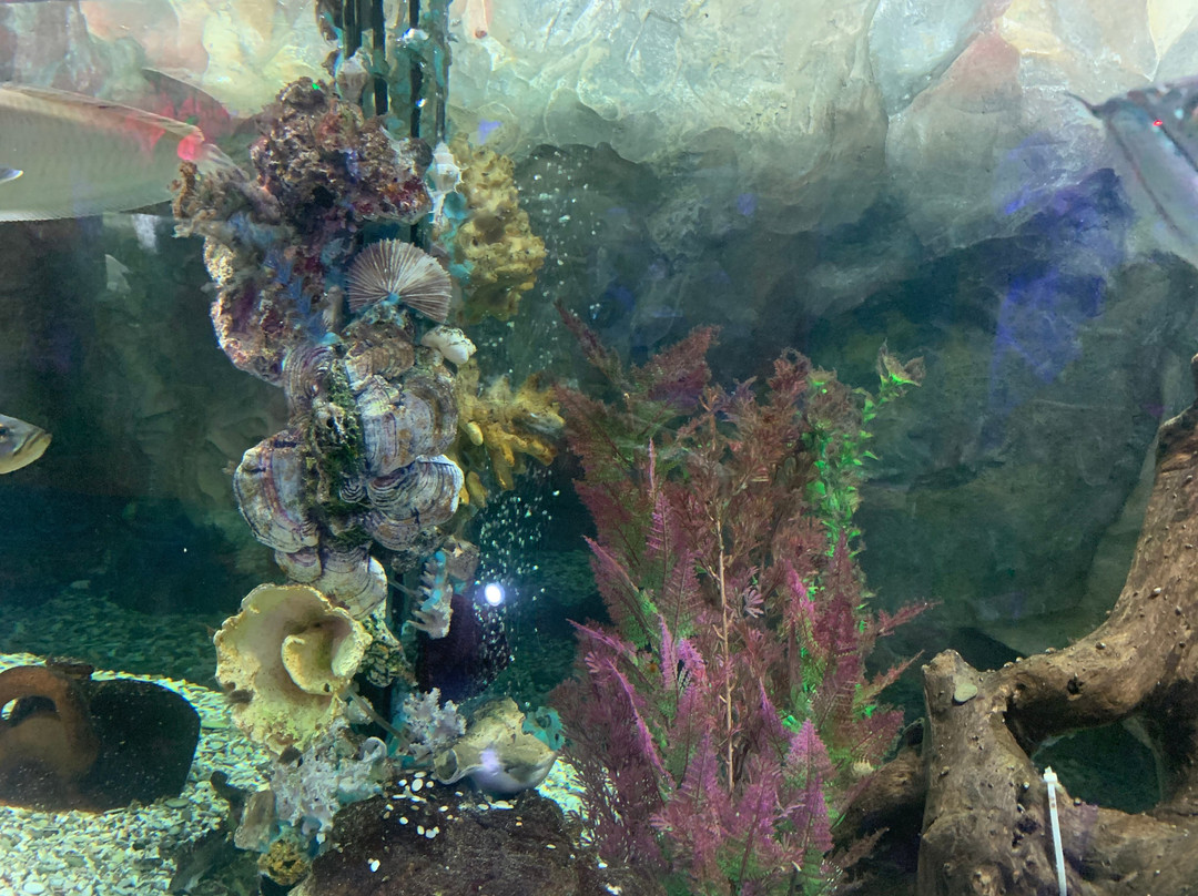 Aquarium in Yevpatoriya-Yevpatoriya必去景点