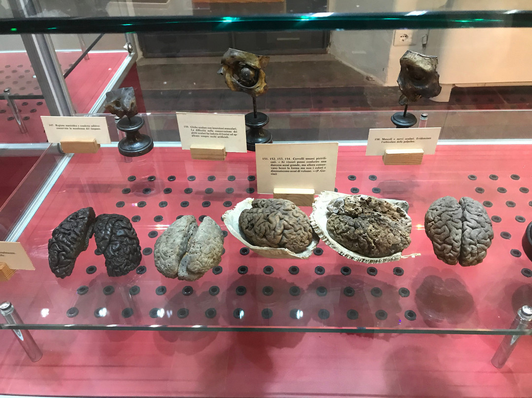 Museo Di Paolo Gorini-洛迪必去景点