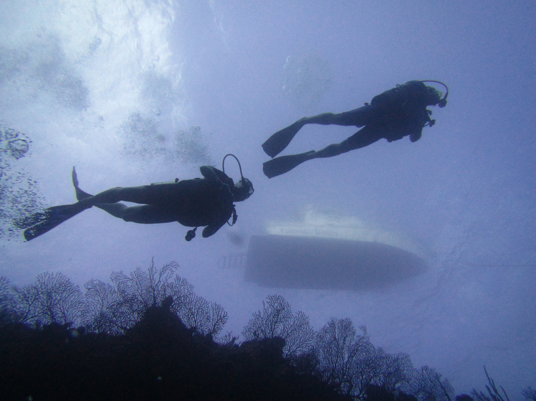 Flamingo Divers-普罗维登西亚莱斯必去景点