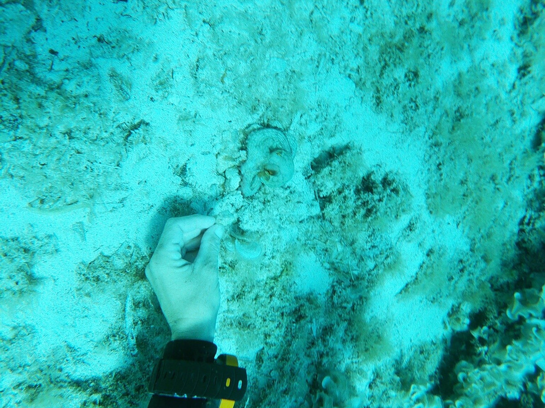 Dive Center Cala Blanca-卡拉布兰卡必去景点