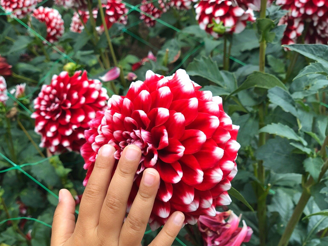 GIlberts Dahlia's景点图片