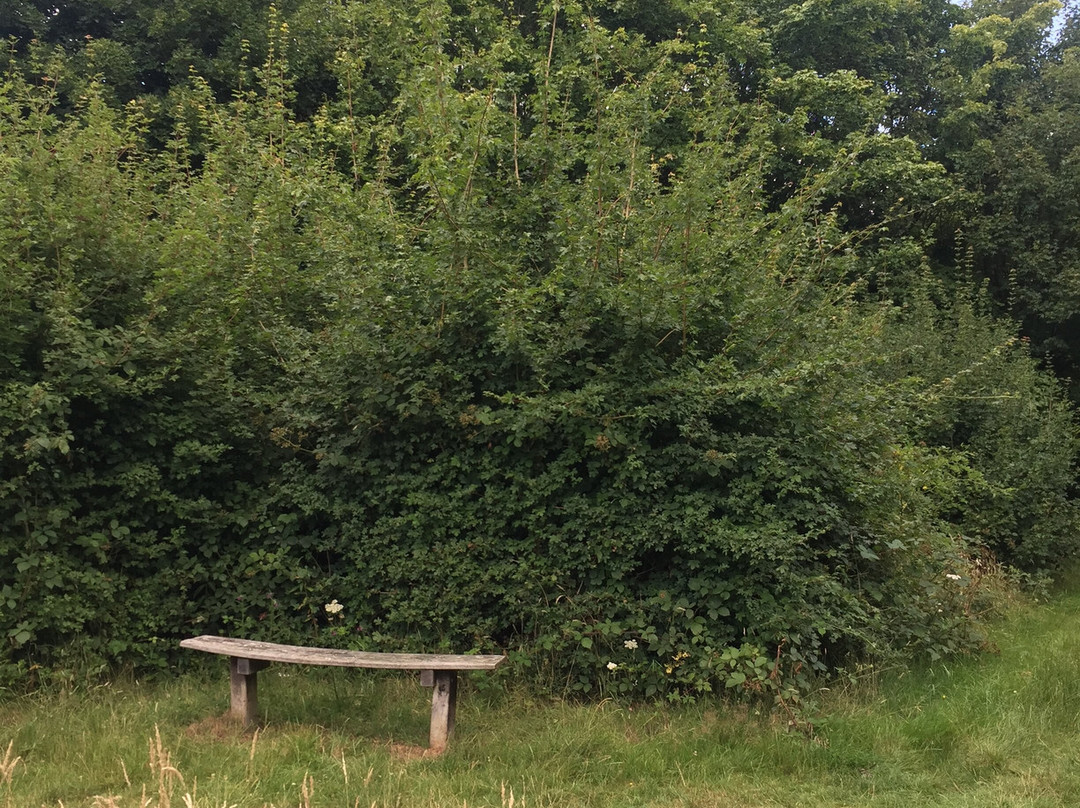 Comfort's Wood-Cranbrook必去景点