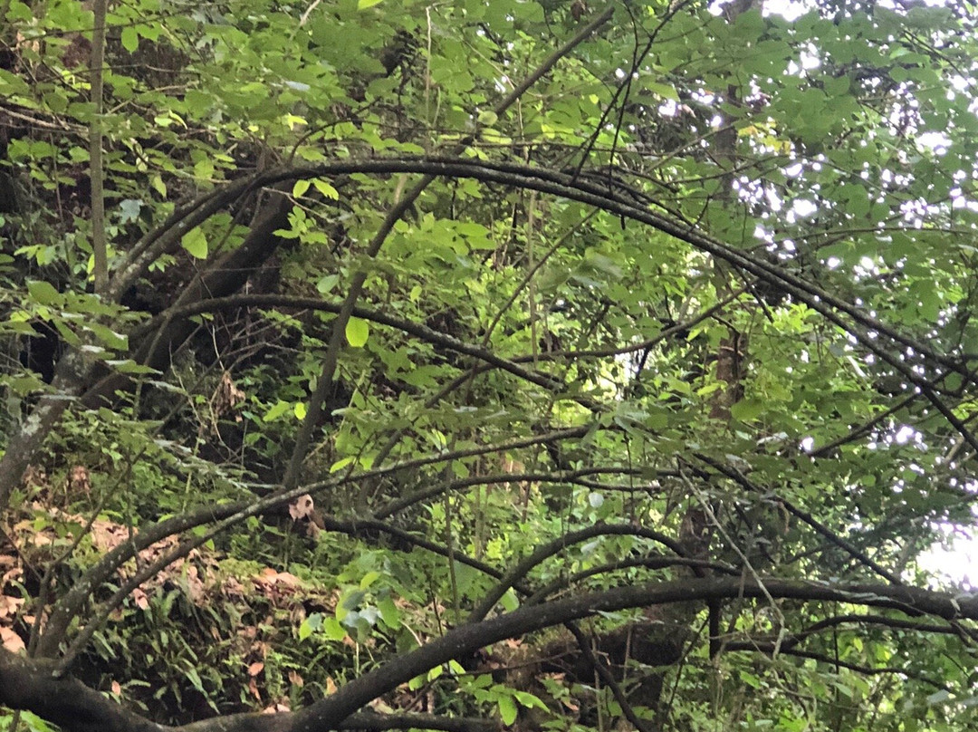 Tepozteco景点图片