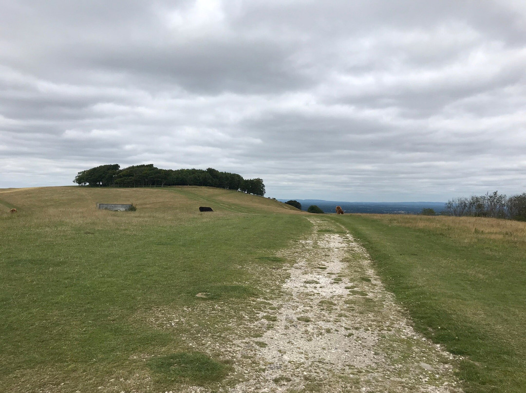 Chanctonbury Ring景点图片