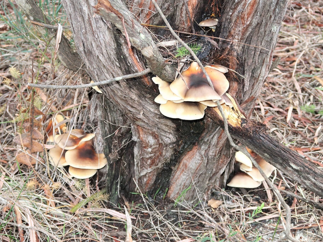 Manea Park-班伯利必去景点