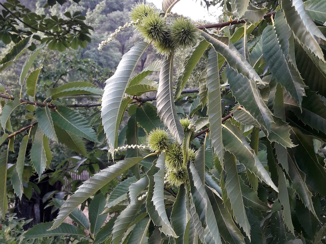 Hotel Finca Valbono主图