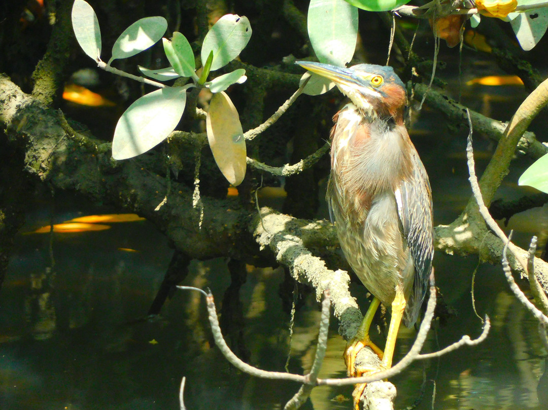 Town Square Nature Park景点图片