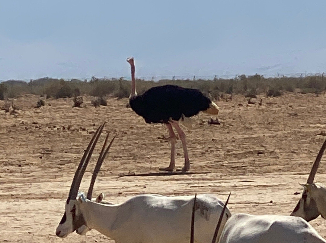 Hai Bar - Wildlife Reserve-埃拉特必去景点