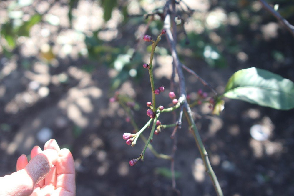 Citrus Ranch Park-Tustin必去景点