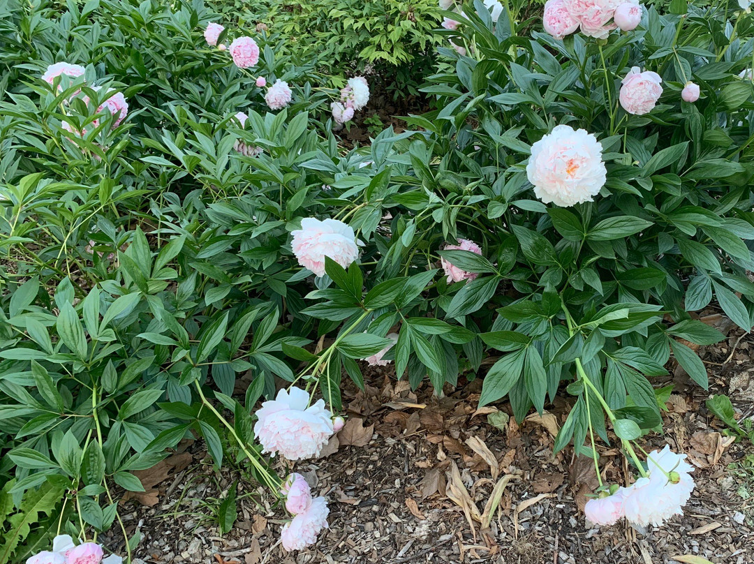 Gage Park-汉密尔顿必去景点