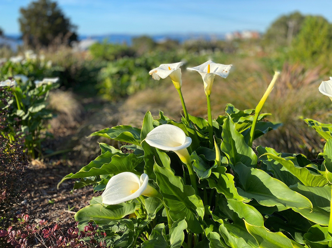 Leigh Central Coastels主图