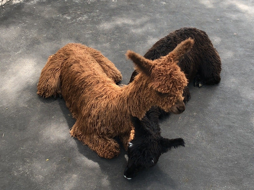LunaSea Alpaca Farm景点图片