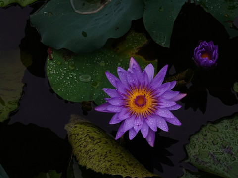 洪湖公园-深圳市必去景点