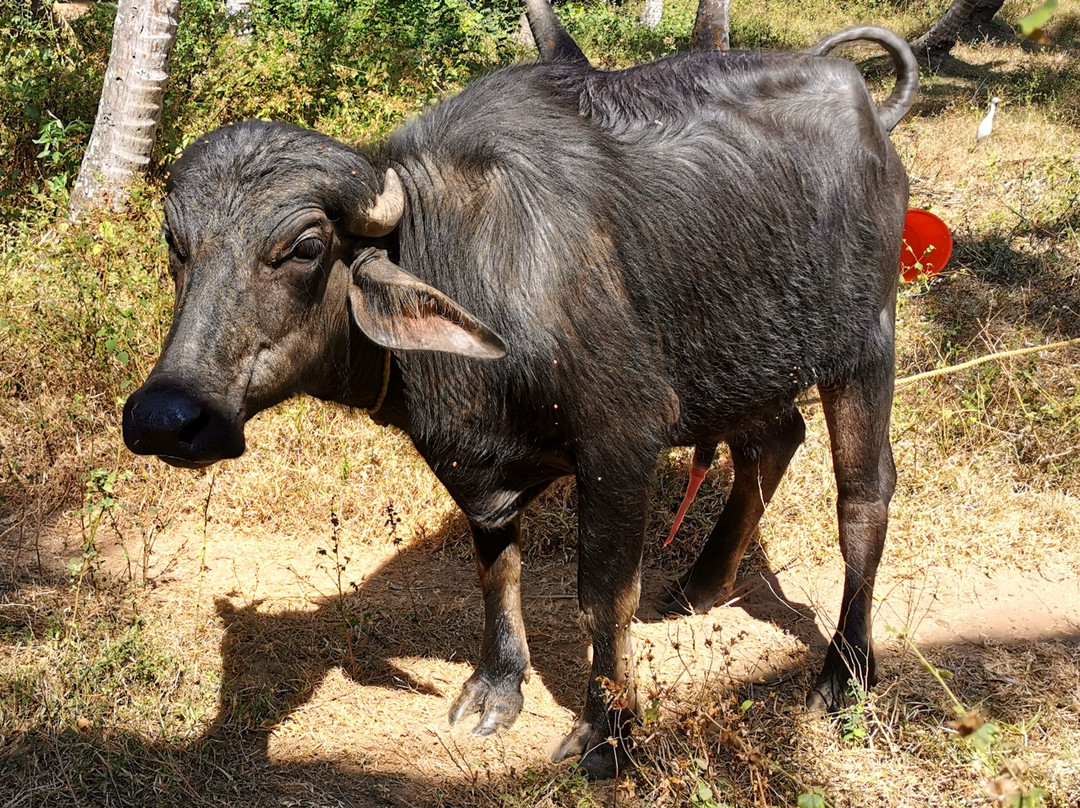 Doctors Ayurveda and Yoga centre-瓦卡拉必去景点