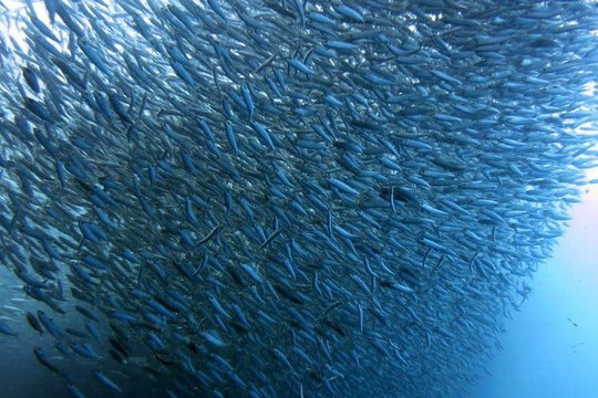 Timm Blue Ocean Safaris-索德瓦纳必去景点