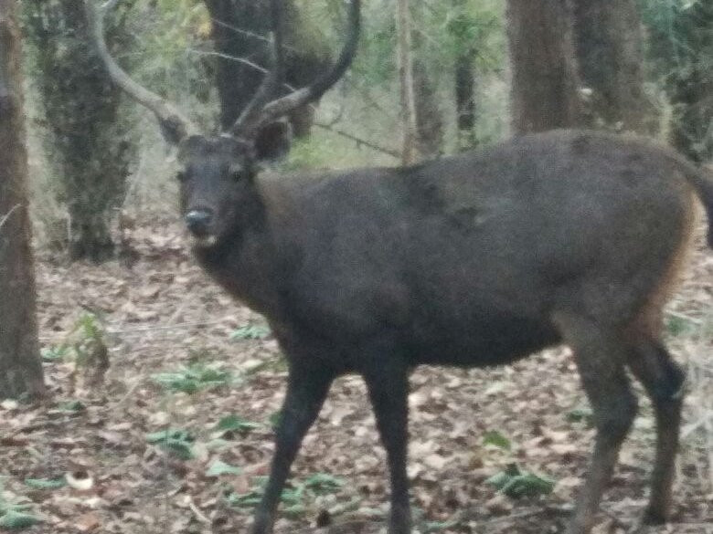 Bandhavgarh National Park景点图片